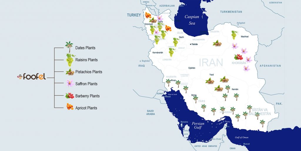 iran iranian raisinsiranian datesiranian dried fruitsfoofel