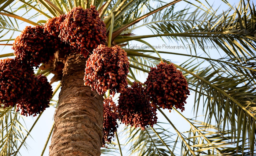 Dates Palm iranian