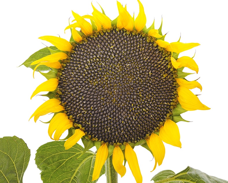 sunflower seed