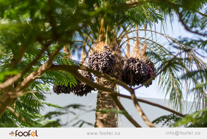 Dates Palm iranian